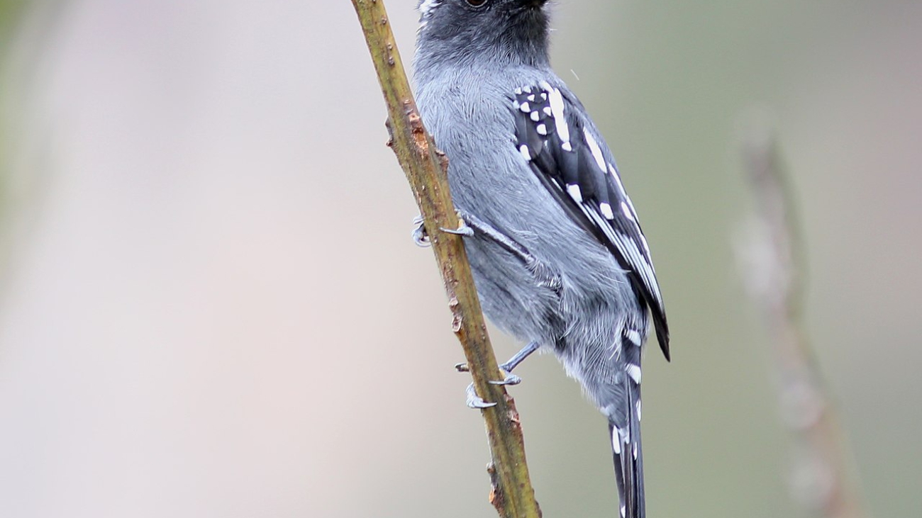 Thamnophilus insignis