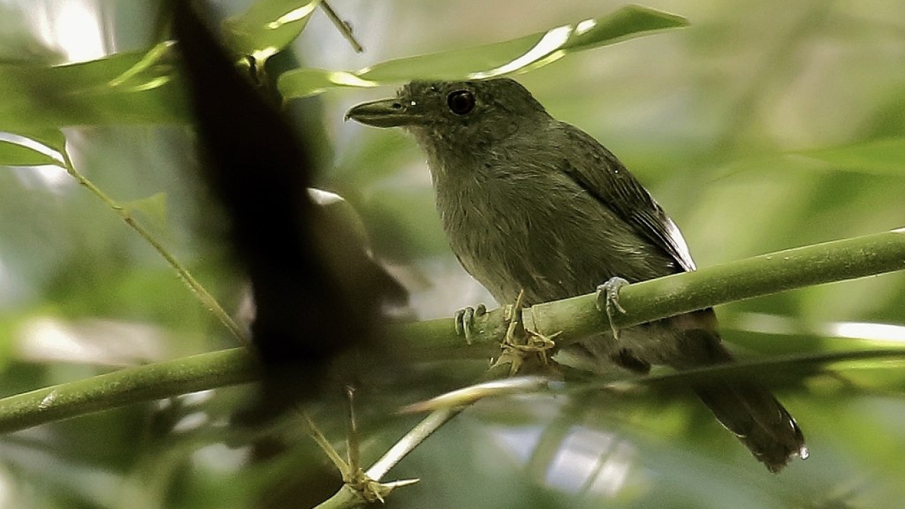 Thamnophilus murinus