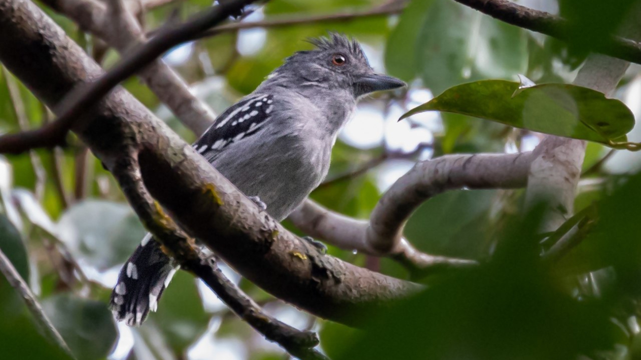 Thamnophilus punctatus