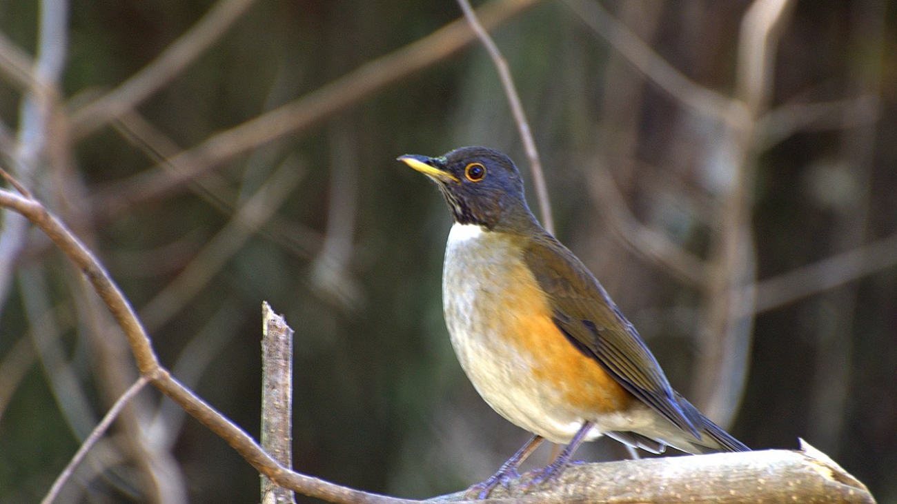 Turdus albicollis