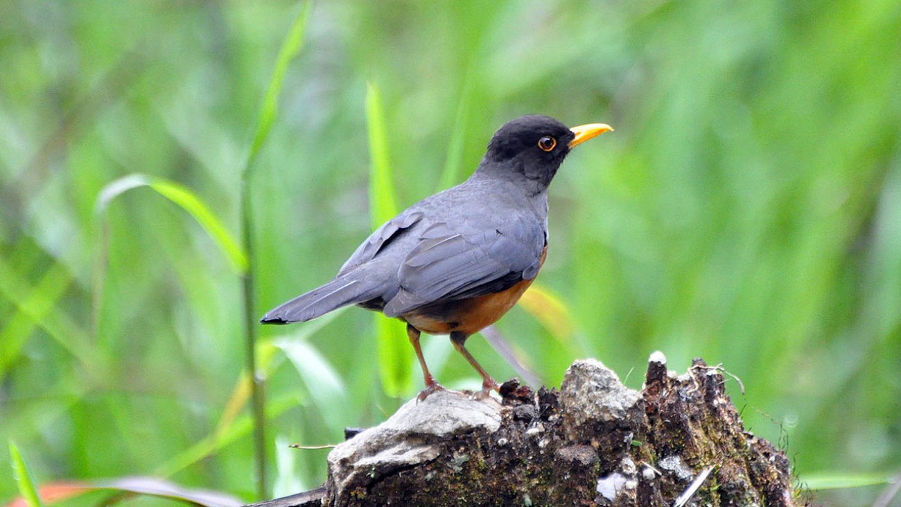 Turdus fulviventris