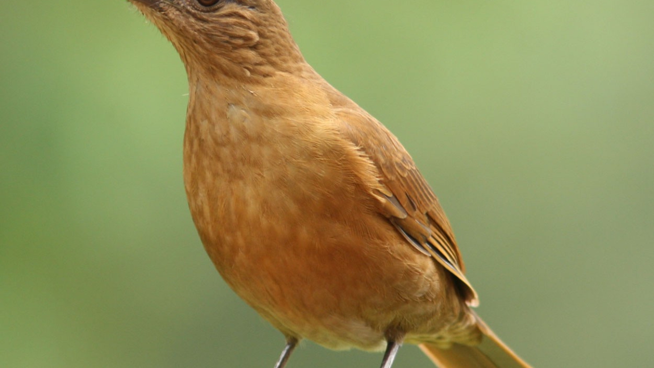 Turdus fumigatus