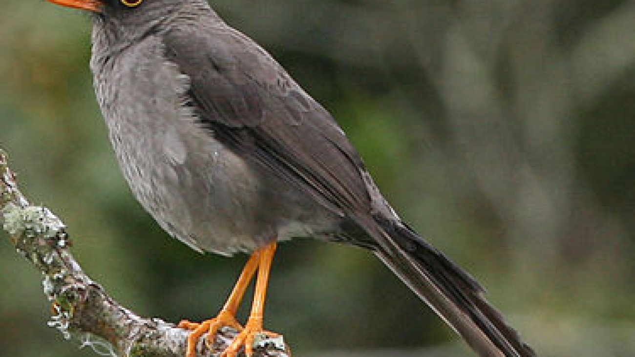 Turdus fuscater