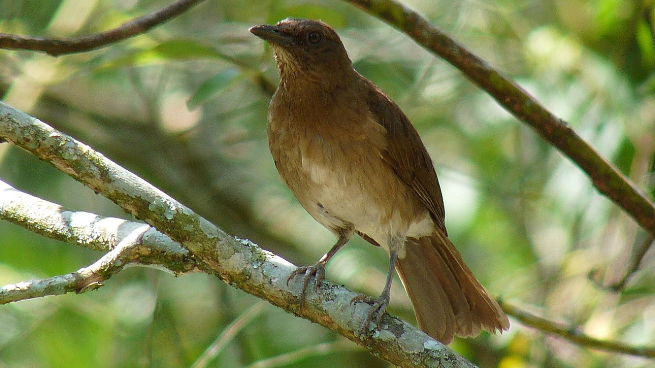 Turdus ignobilis