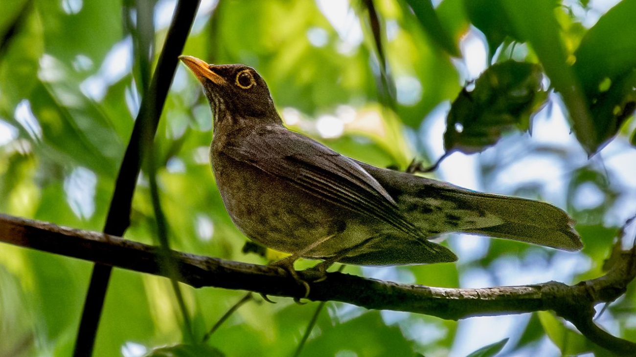 Turdus lawrencii