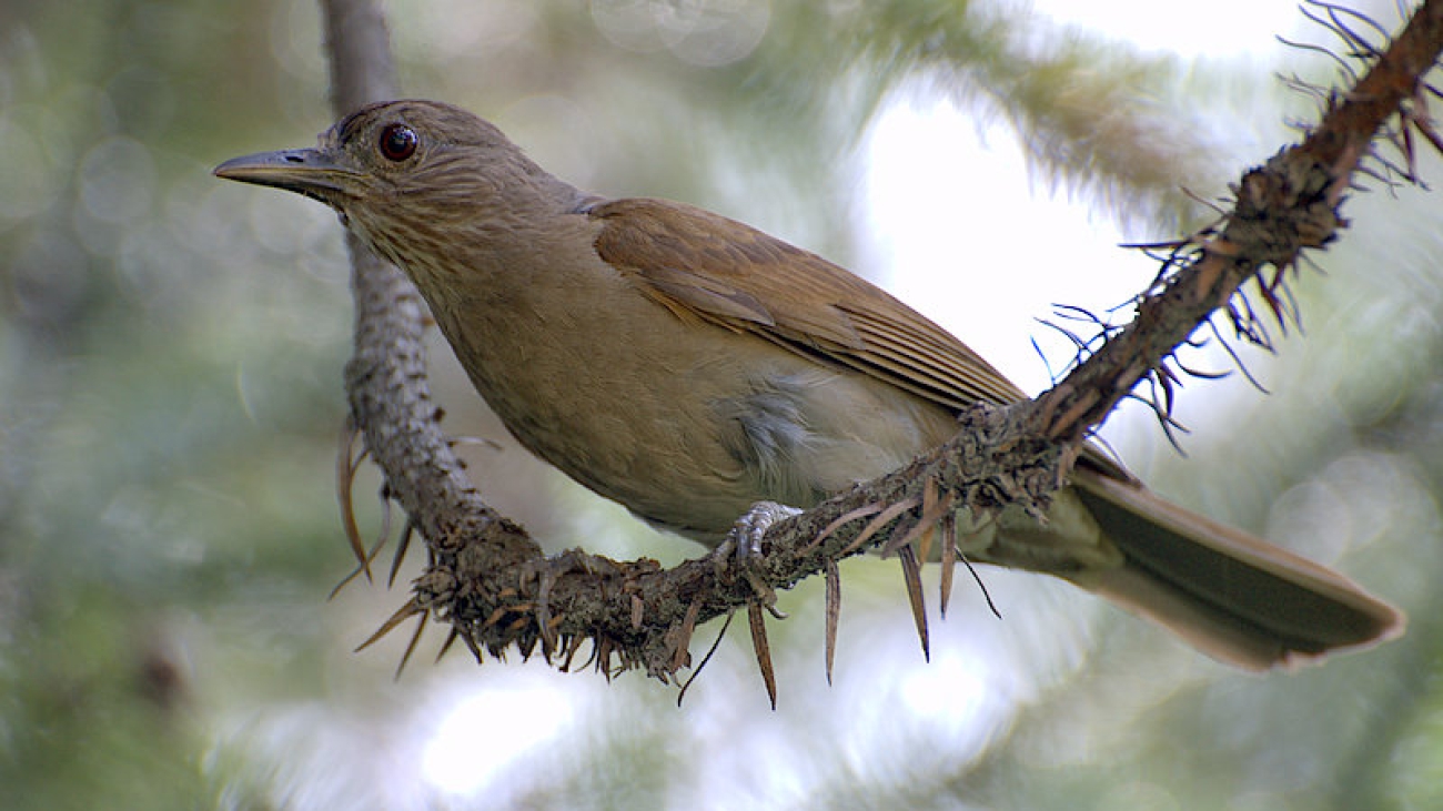 Turdus leucomelas