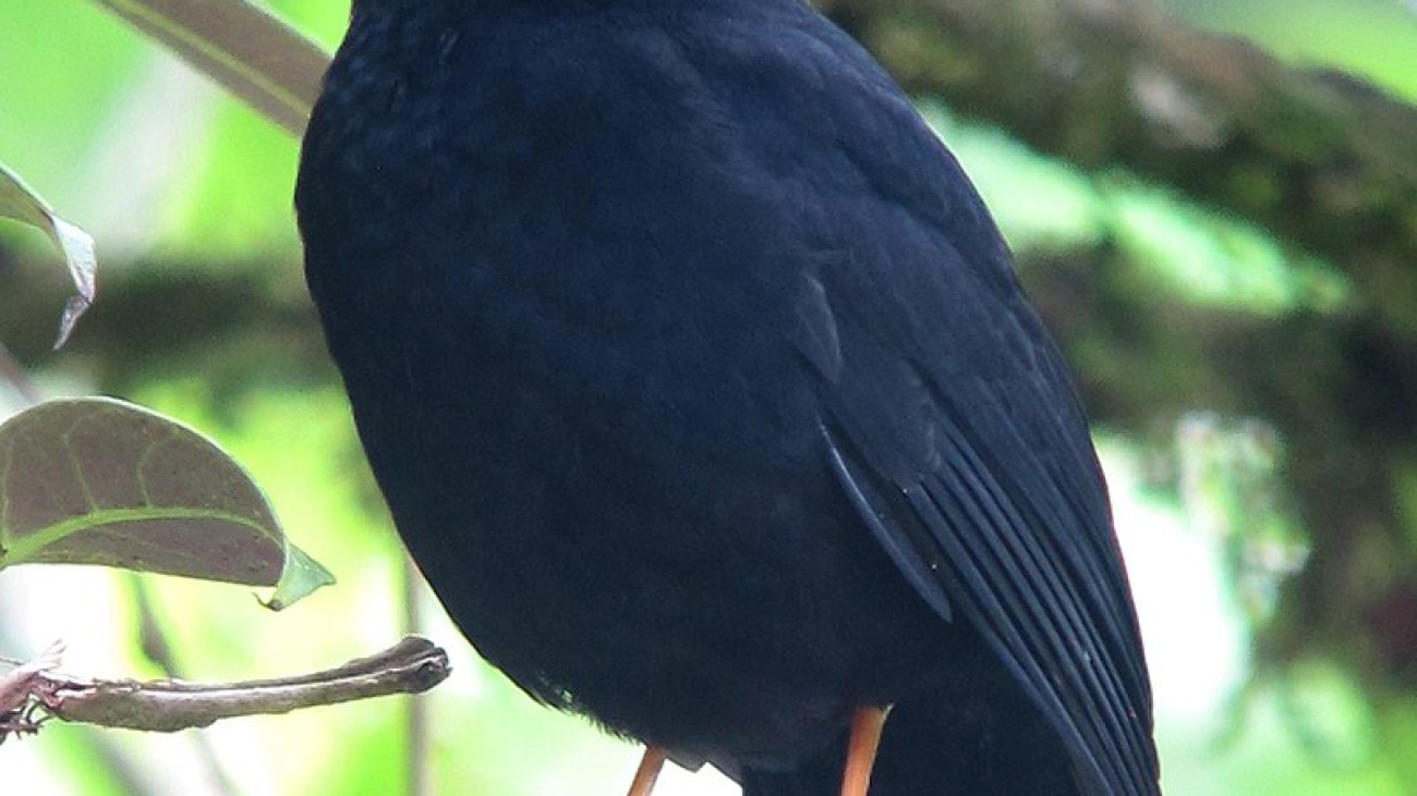 Turdus serranus