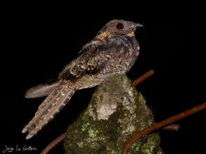 Uropsalis lyra