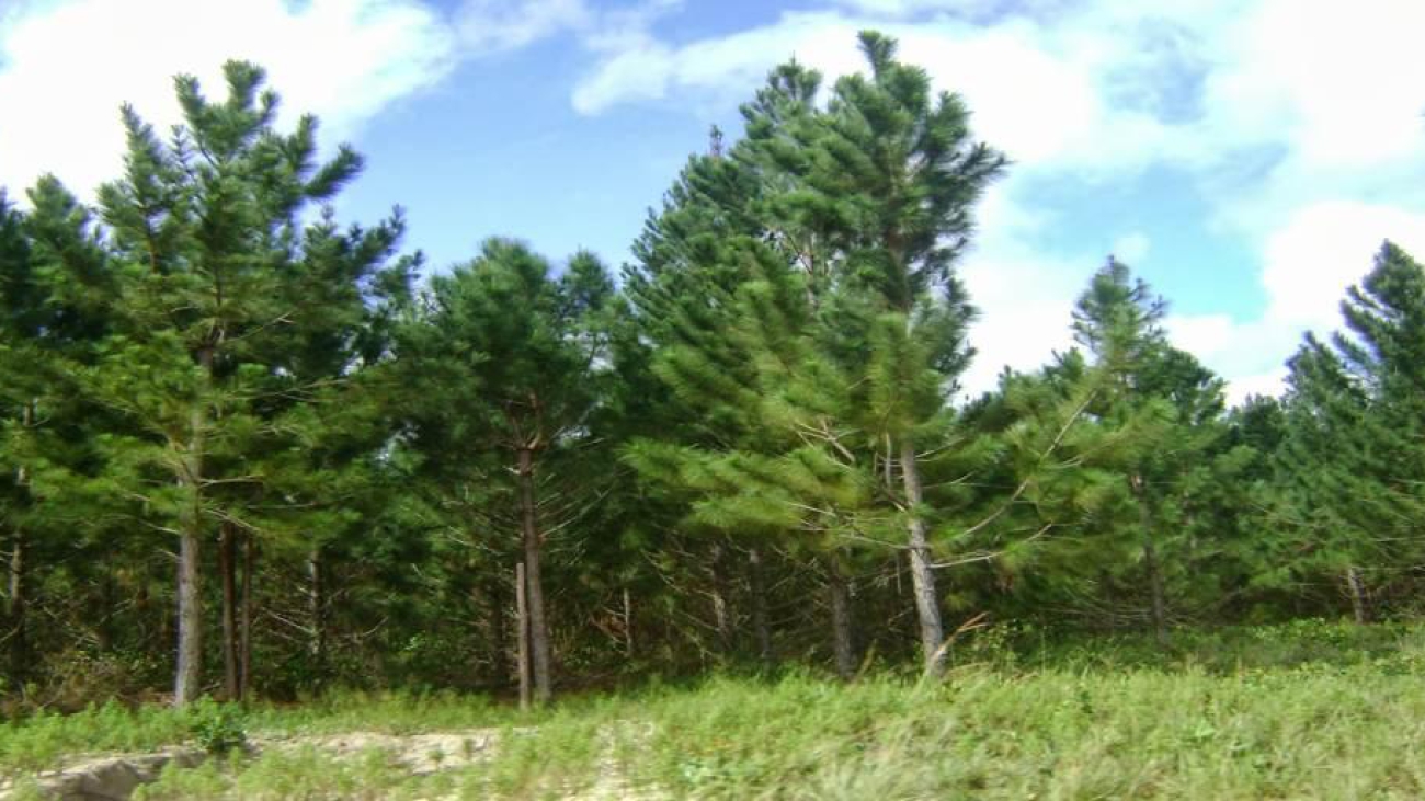 Uverito_plantacion_pino_caribe