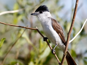 Xenopsarís albinucha