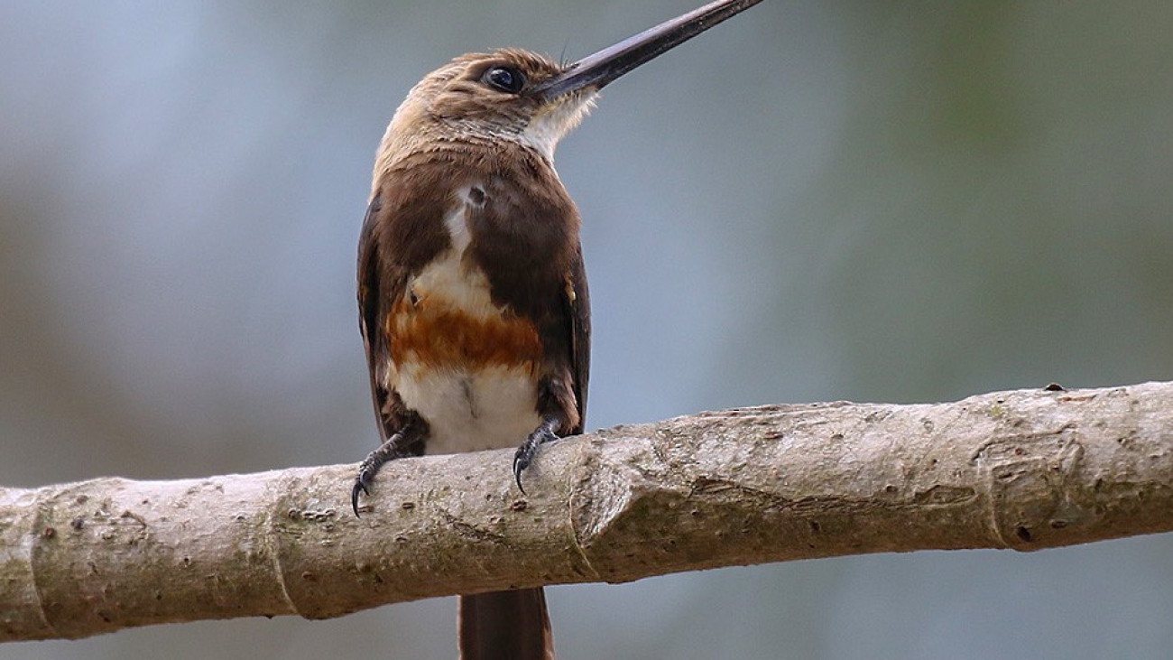 brachygalba goeringi1200