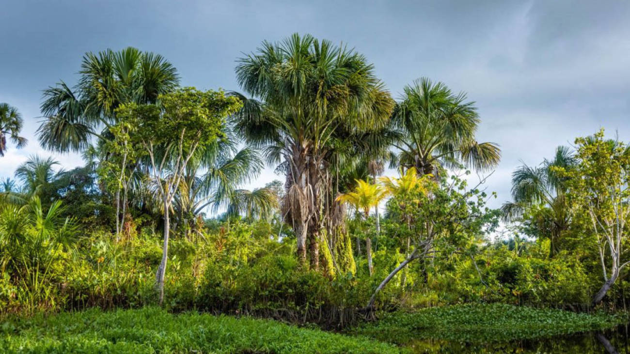 herbazales de pantano mixtos @Vanko_Nyc