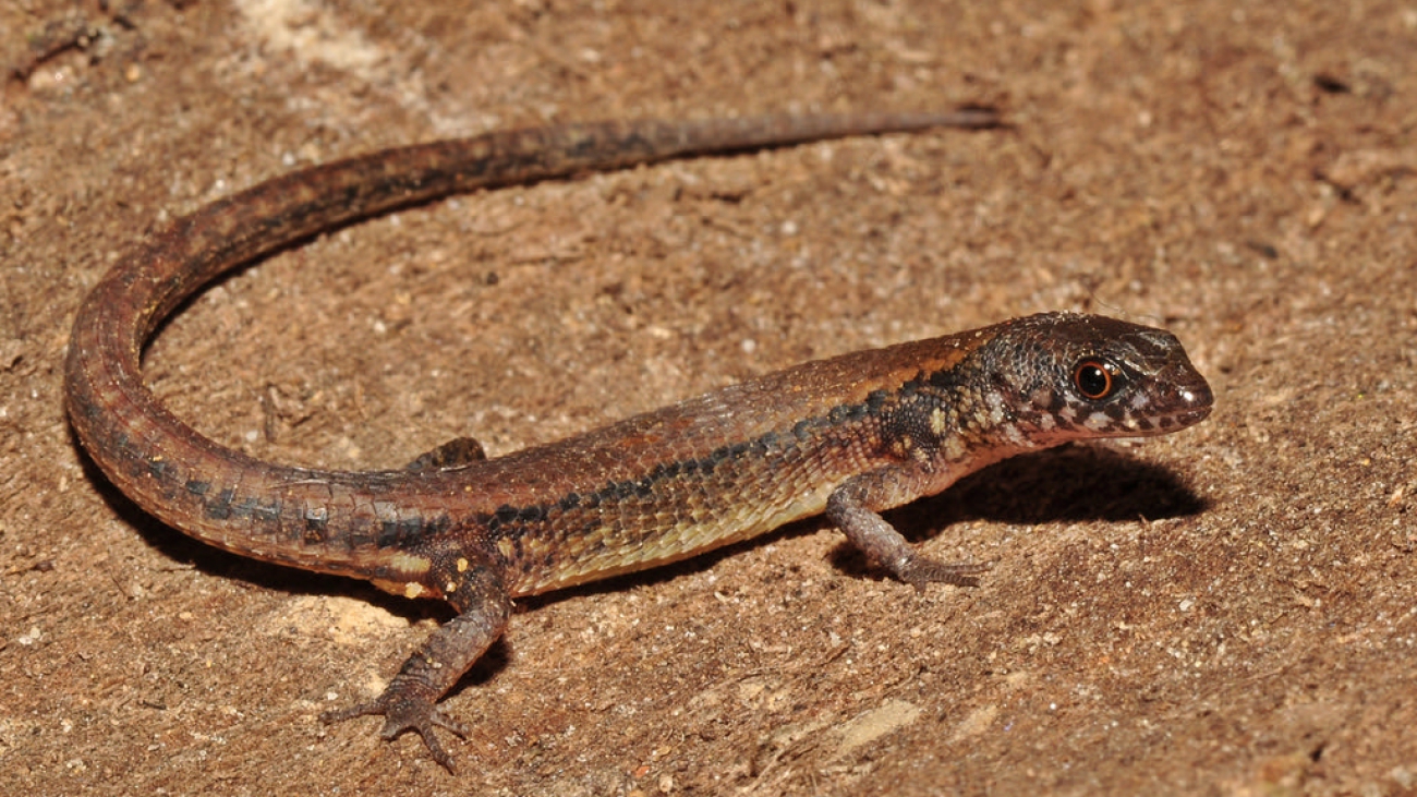 leposoma percarinatum