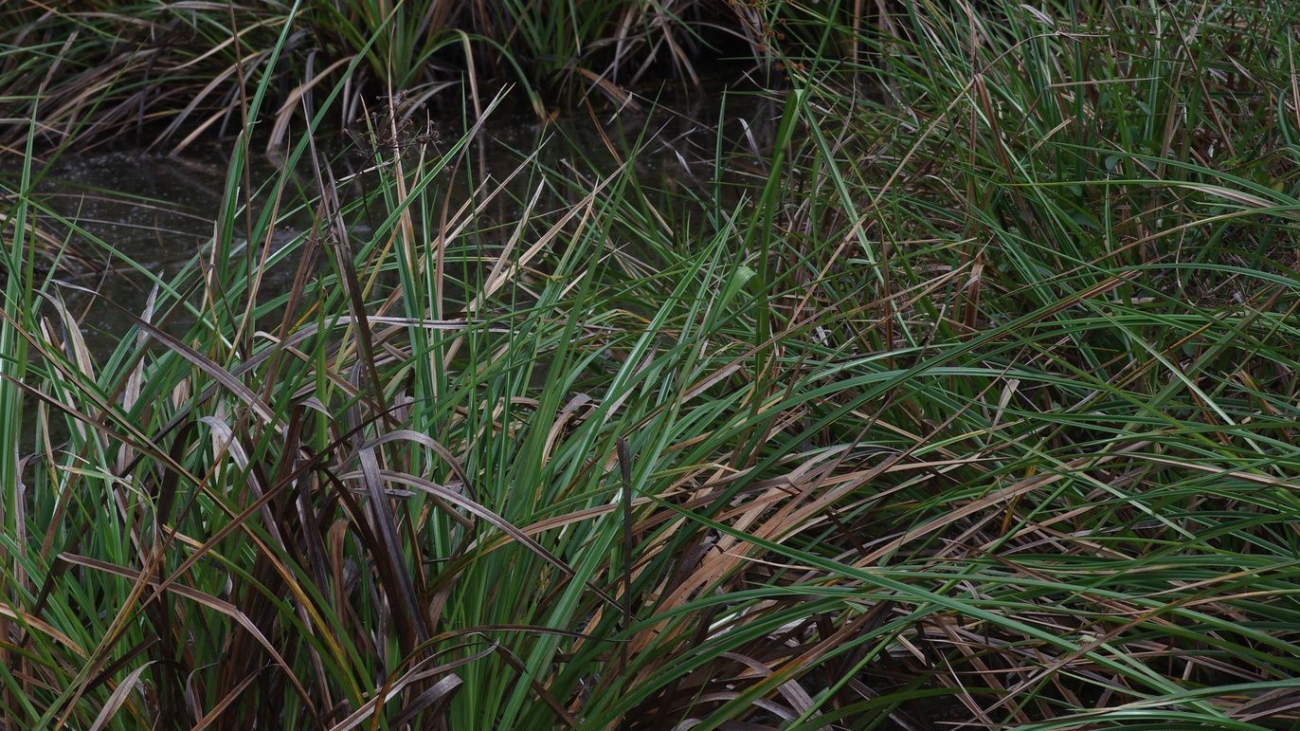 Rhynchospora gigantea @La Chaussette Rouge