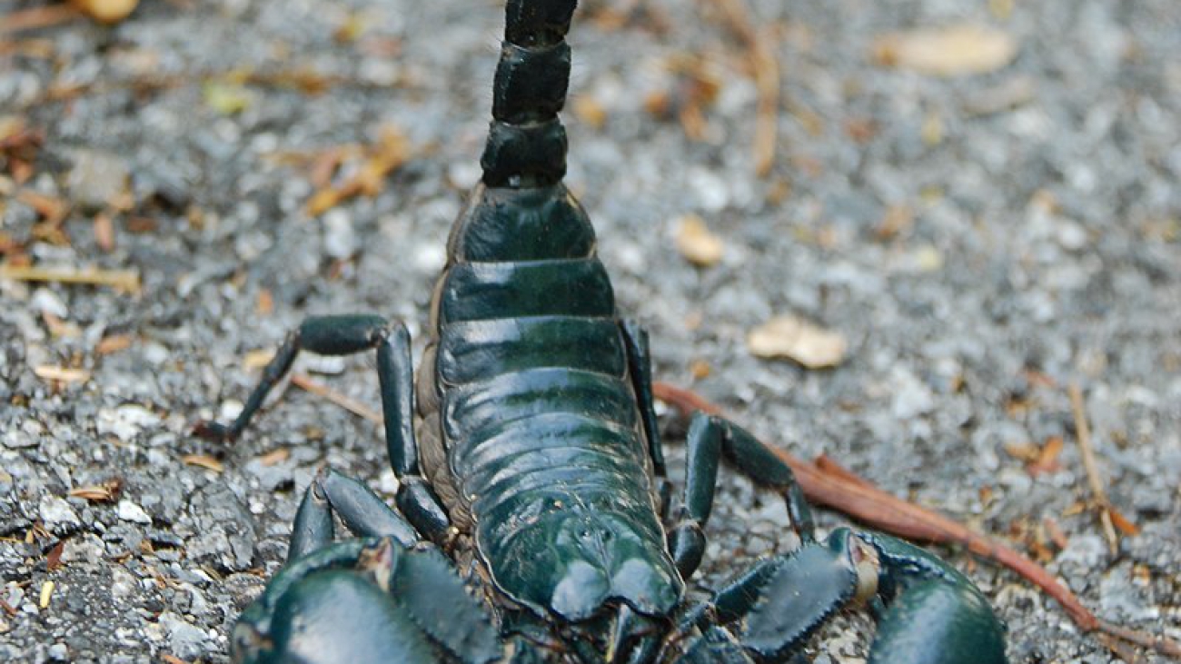 Asian_forest_scorpion_in_Khao_Yai_National_Park