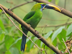 Aulacorhynchus sulcatus