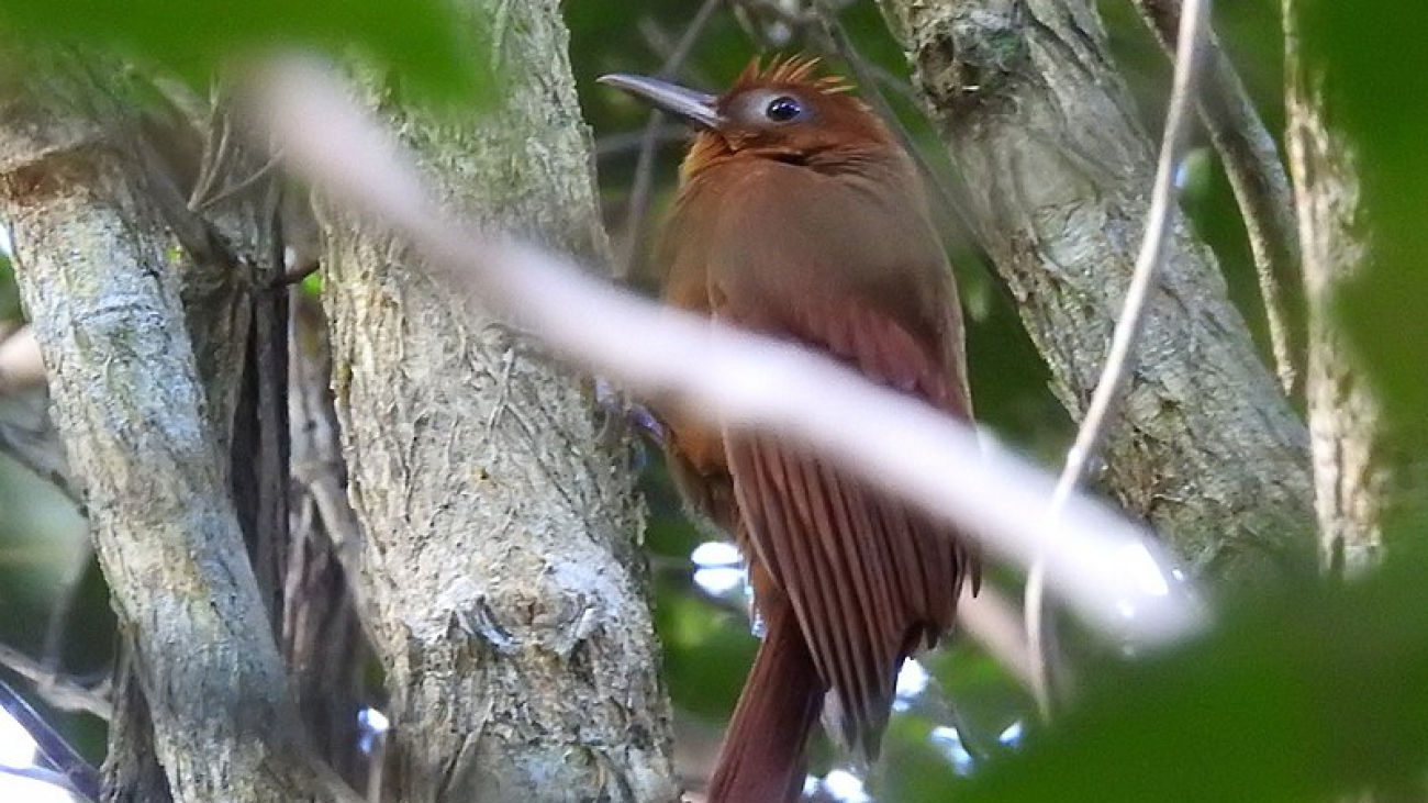 Dendrocincla_homochroa_imported_from_iNaturalist_19_May_2019