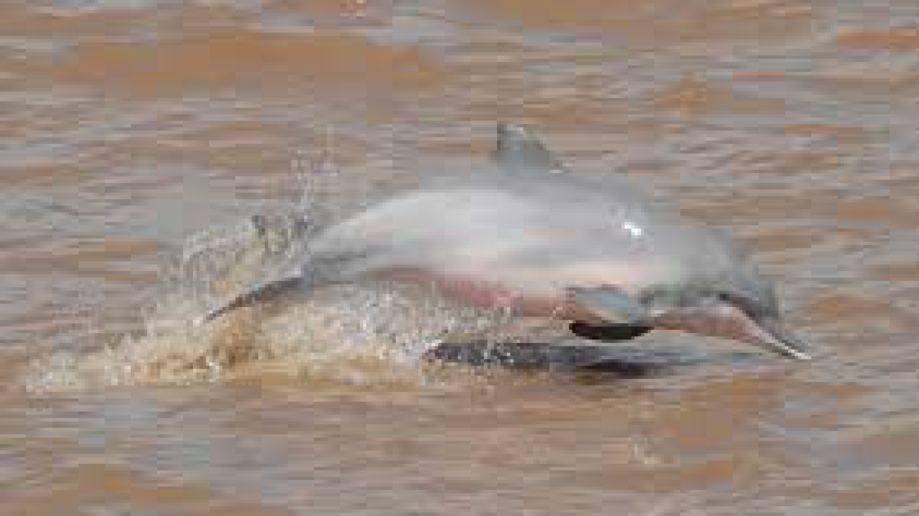 Sotalia ﬂuviatilis