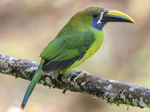 tucan esmeralda