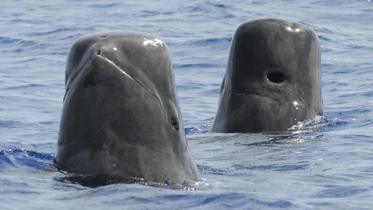 750x500-short-finned-pilot-whale