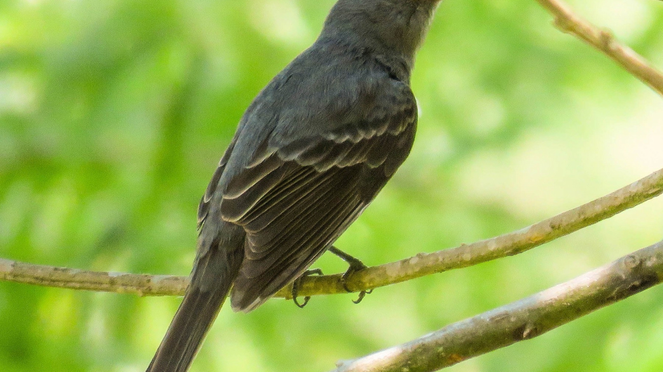 E. strepera