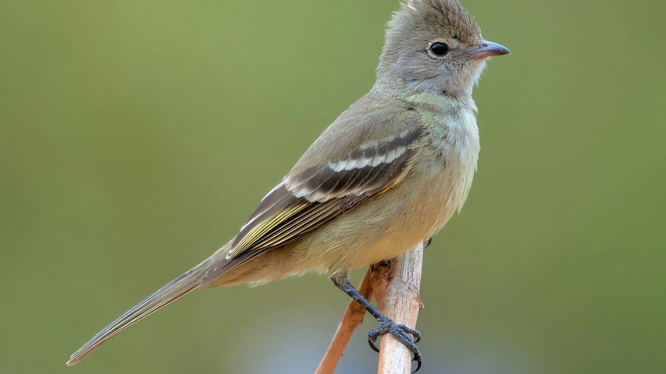 Elaenia flavogaster