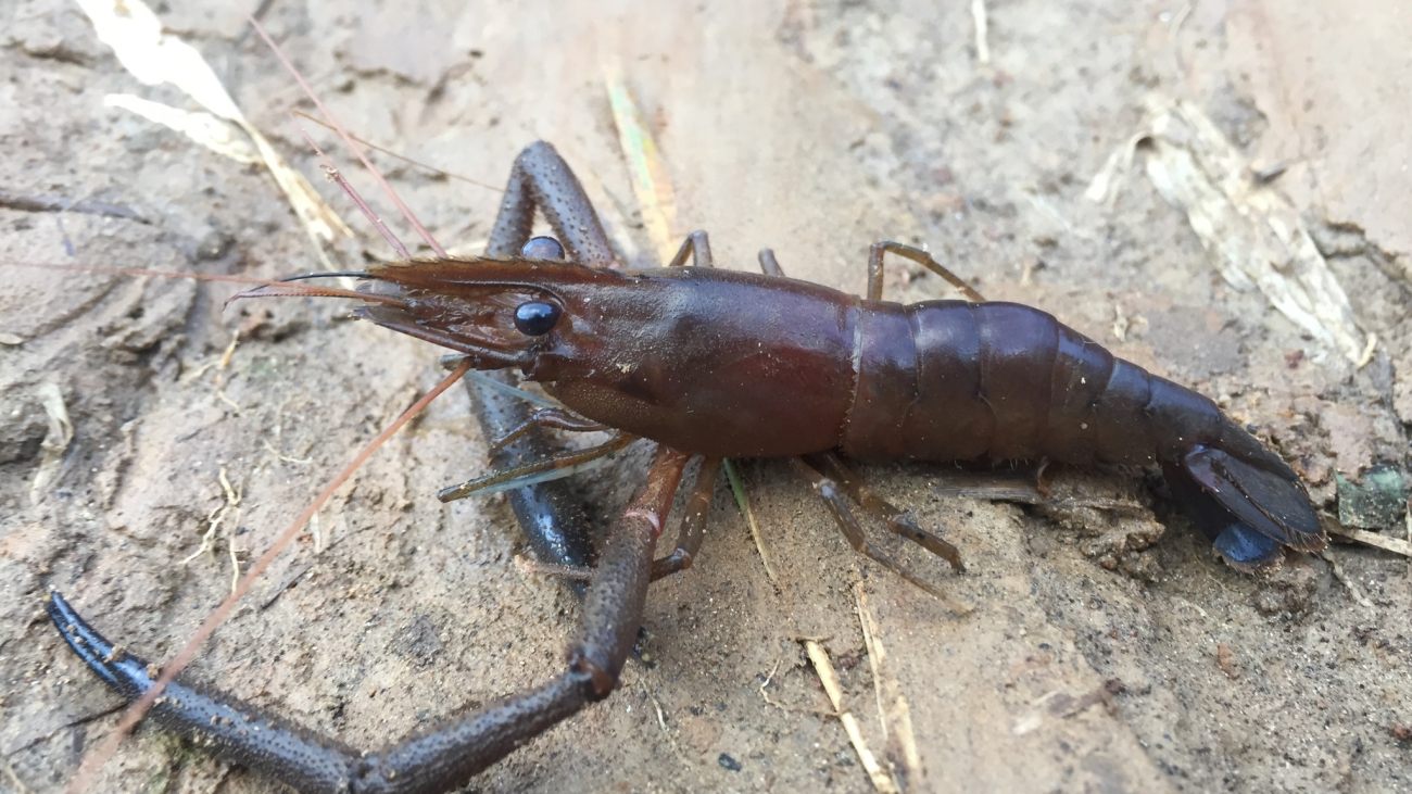Macrobrachium brasiliense