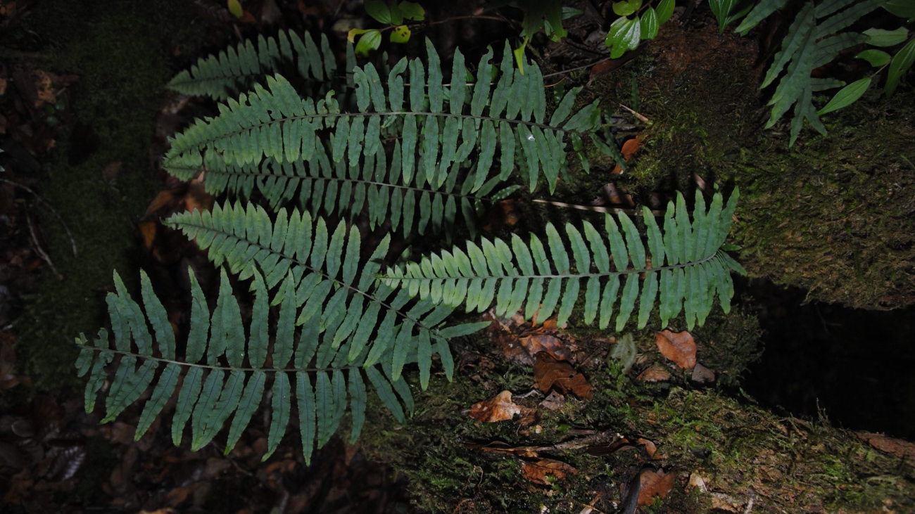 Polypodium-ursipes-e1468209363894