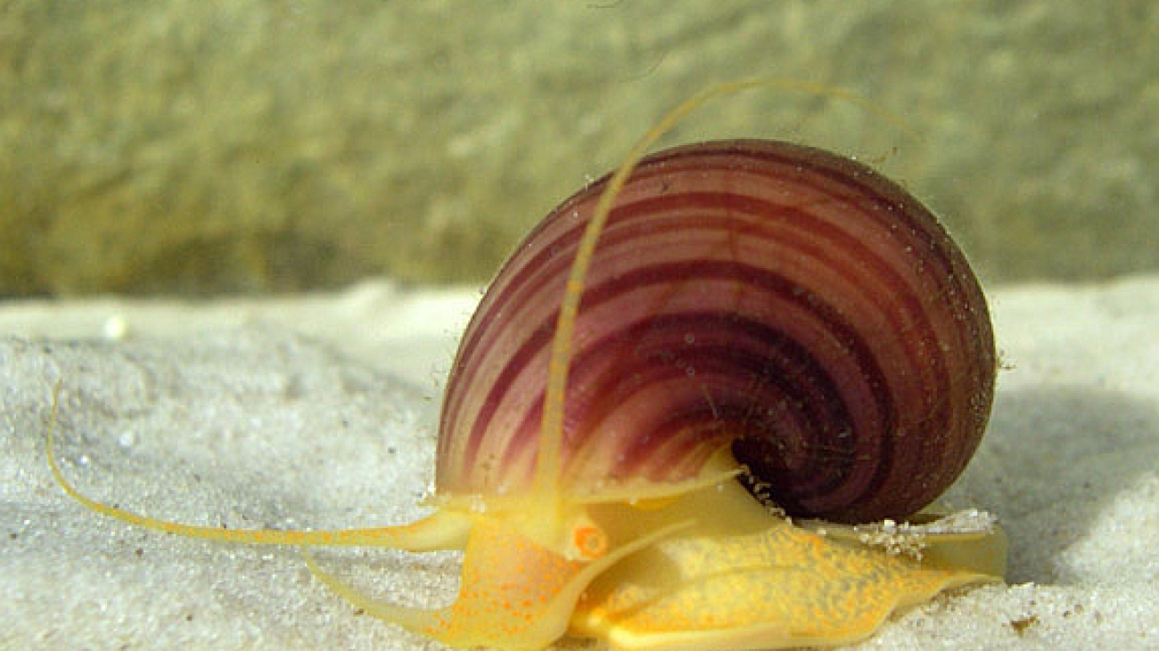 Pomacea crassa