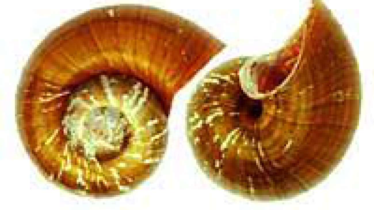 Pomacea haustrum