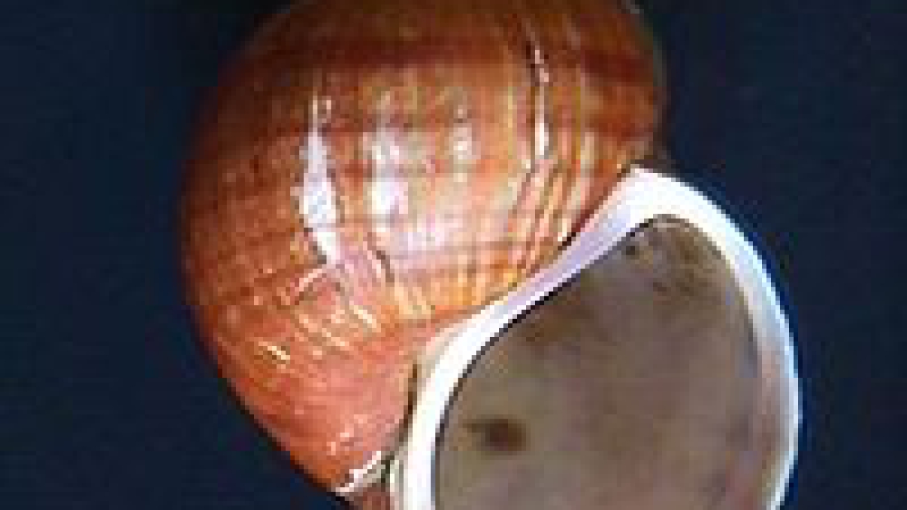Pomacea_superba