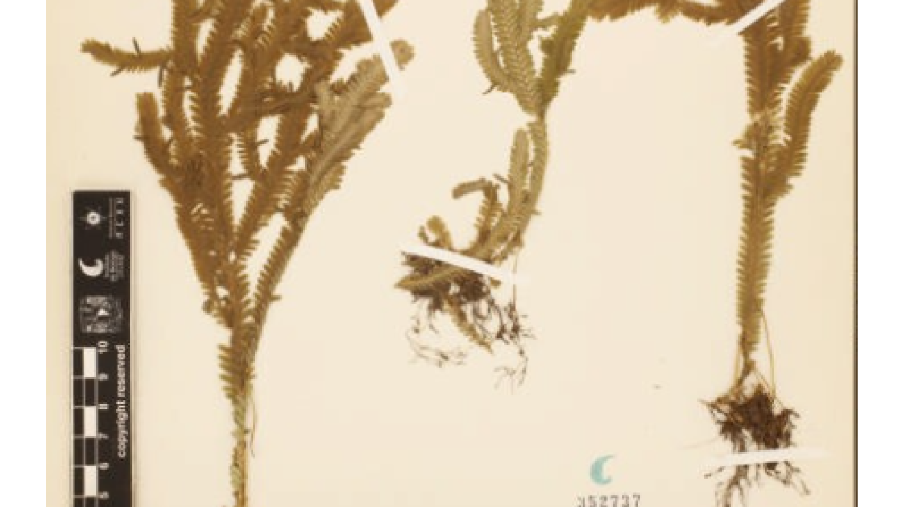 Selaginella cruciformis