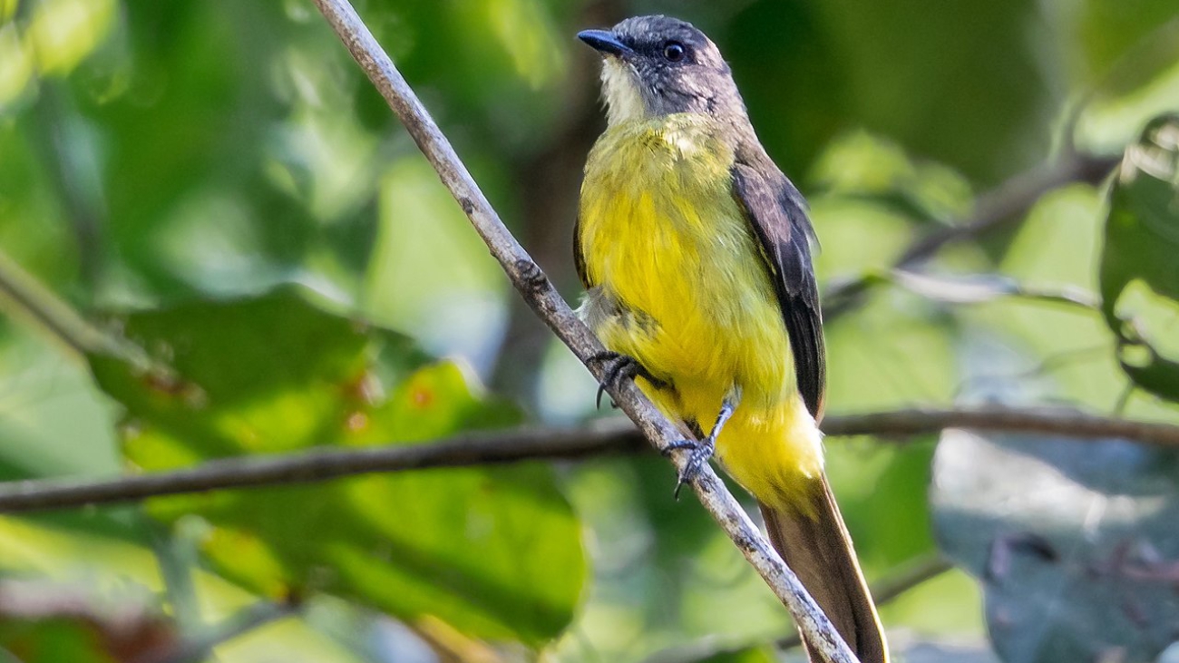 1280px-Myiozetetes_luteiventris_-_Dusky-chested_Flycatcher;_Carajas_National_Forest,_Pará,_Brazil