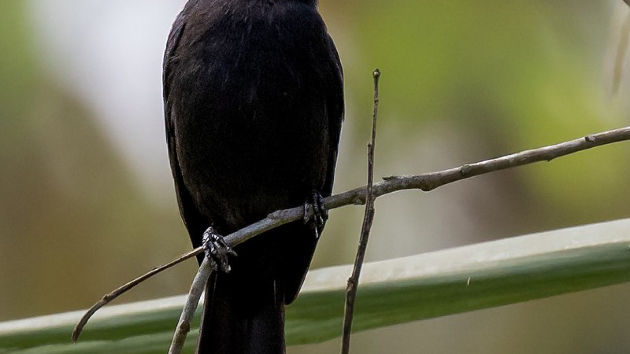 800px-Knipolegus_orenocensis_-_Riverside_tyrant_(male);_Marchantaria_island,_Iranduba,_Amazonas,_Brazil