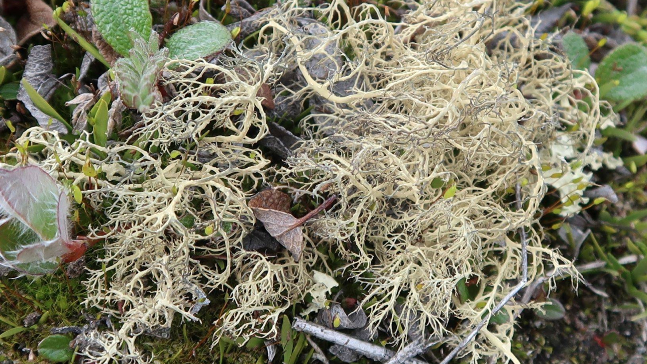 Alectoria_ochroleuca_Baffin_Is_1606707398