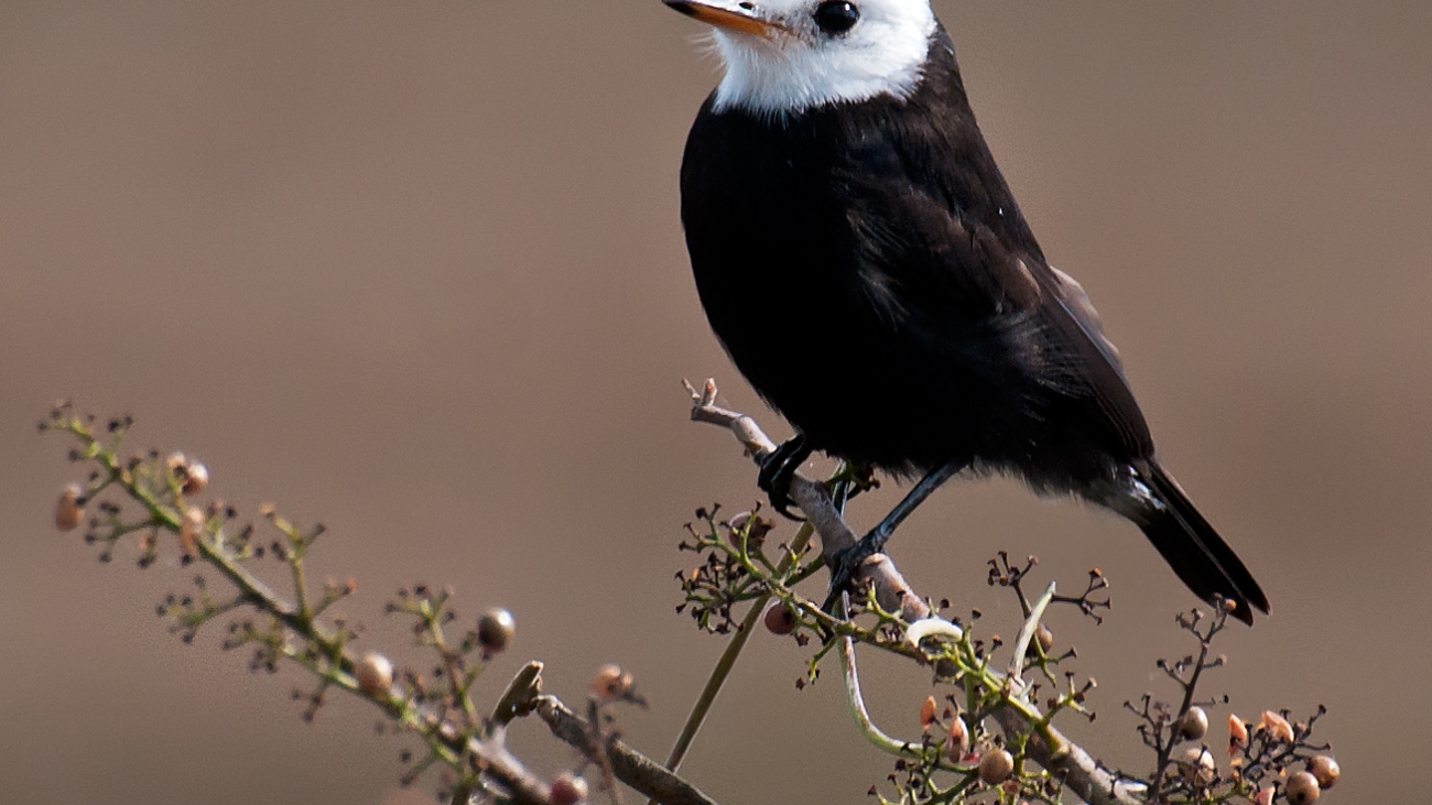 Arundinicola_leucocephala