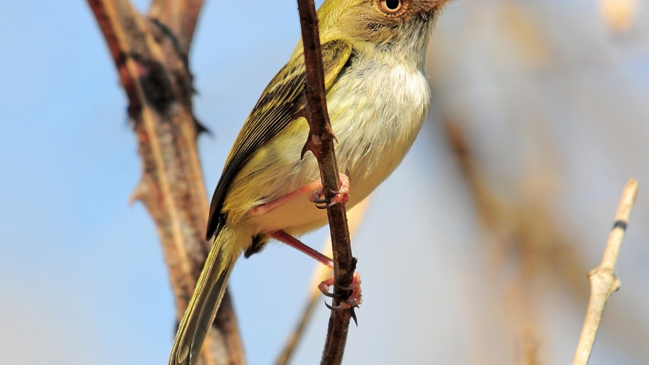 Atalotriccus pilaris