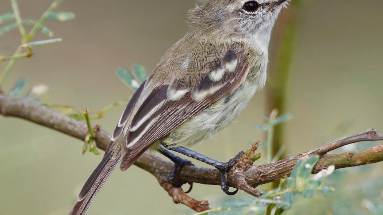 Inezia tenuirostris 1200