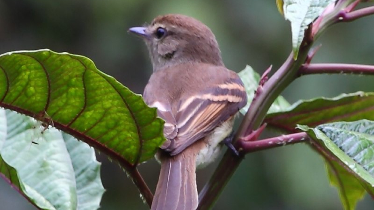 Lathrotriccus_euleri_Euler's_Flycatcher