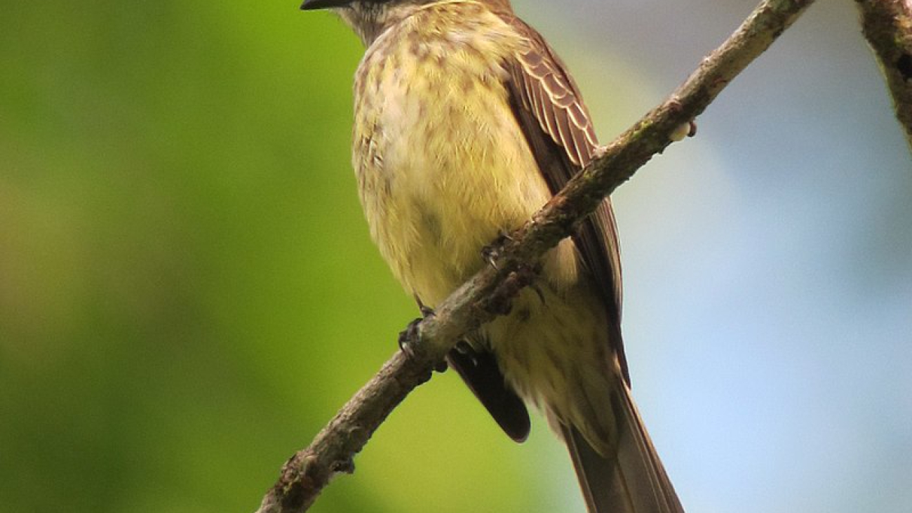 Legatus_leucophaius_Atrapamoscas_pirata_Piratic_Flycatcher_(6935415545)