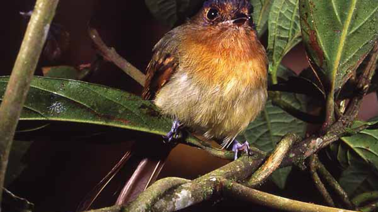 Leptopogon rufipectus 8665