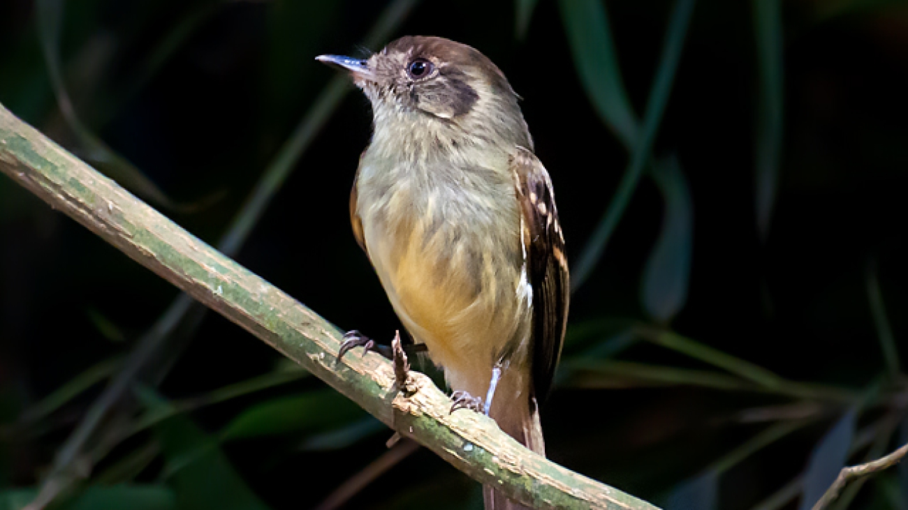 Leptopogon_amaurocephalus_-Piraju,_Sao_Paulo,_Brazil-8