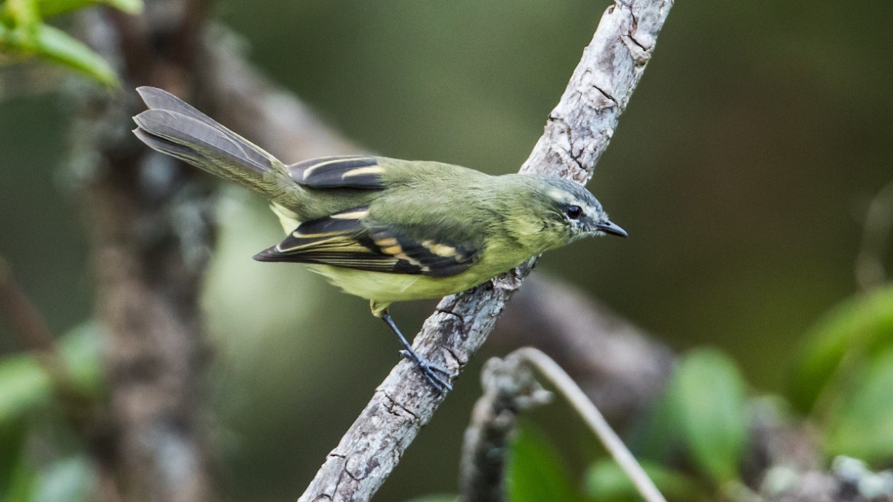 Mecocerculus minor