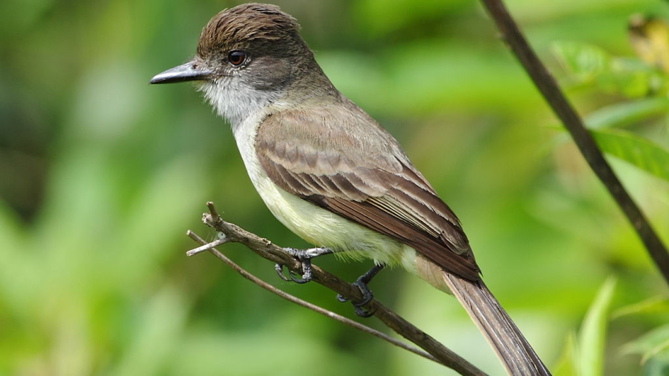 Myiarchus ferox