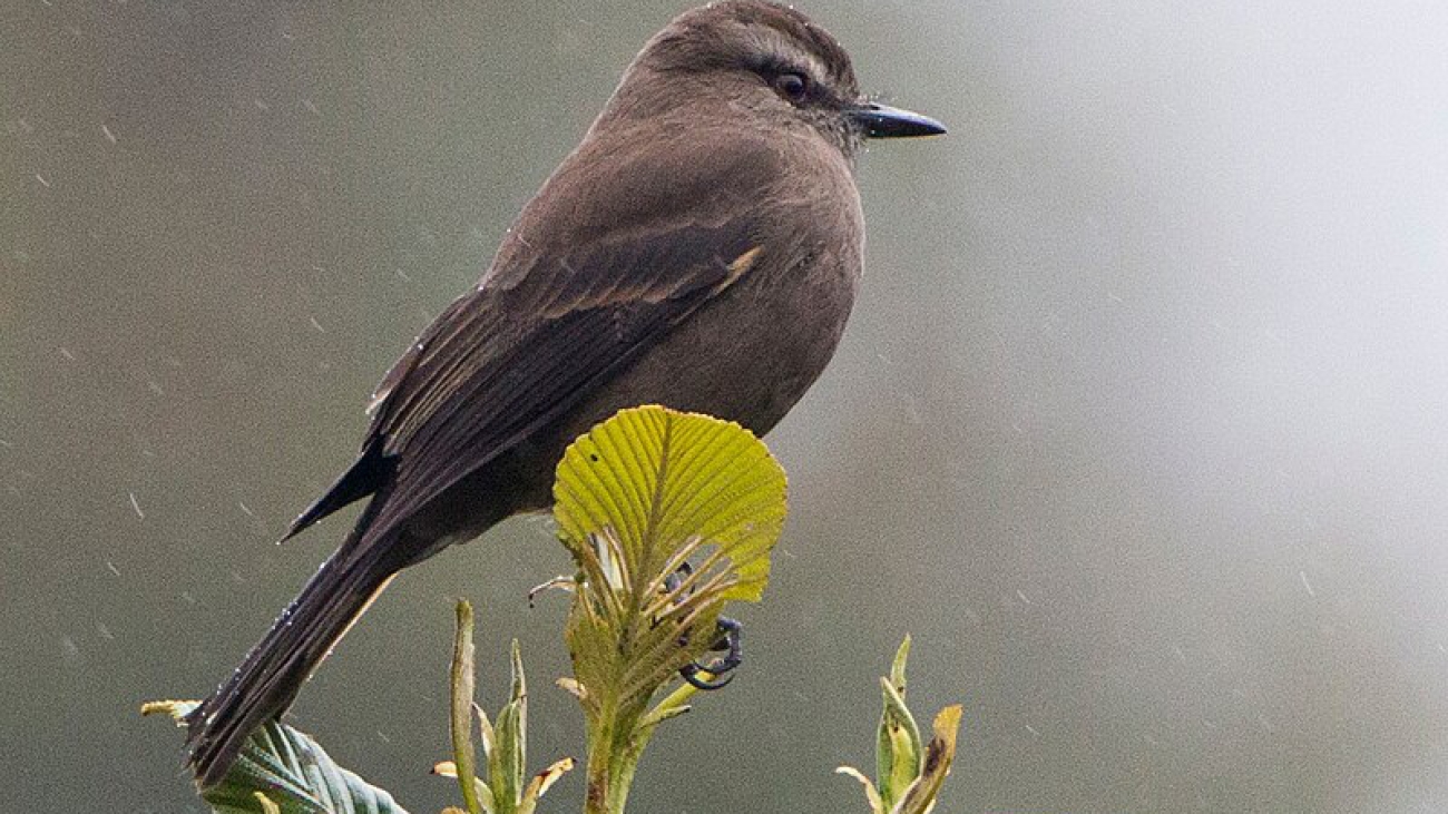Myiotheretes fumigatus