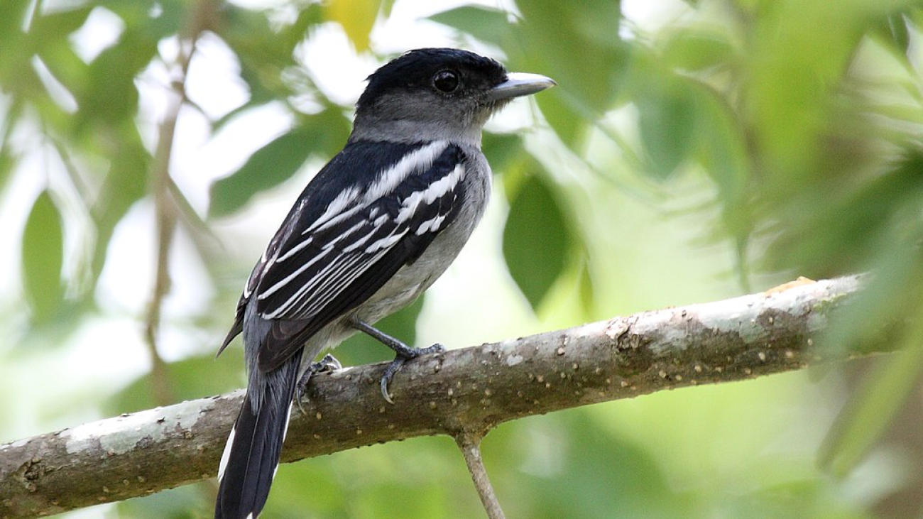 Pachyramphus_polychopterus_-Panama-8