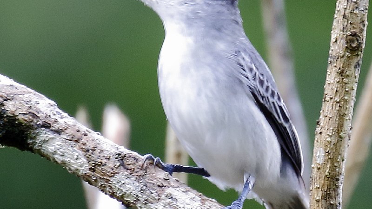 Pachyramphys_rufus_-_Cinereous_becard_(male)