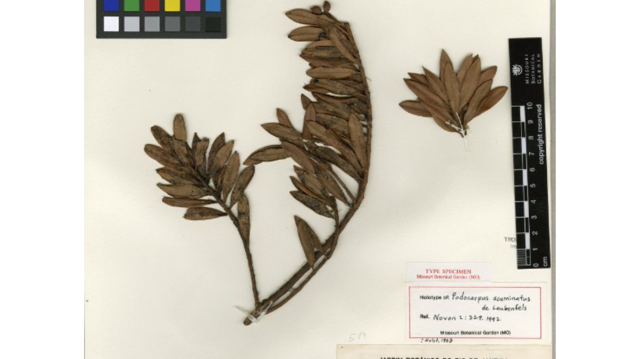 Podocarpus acuminatus