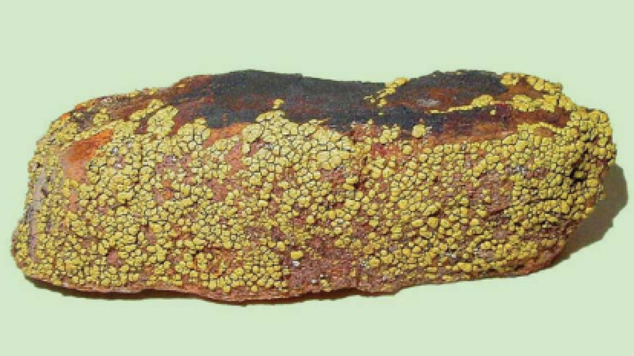 Moreno et al
