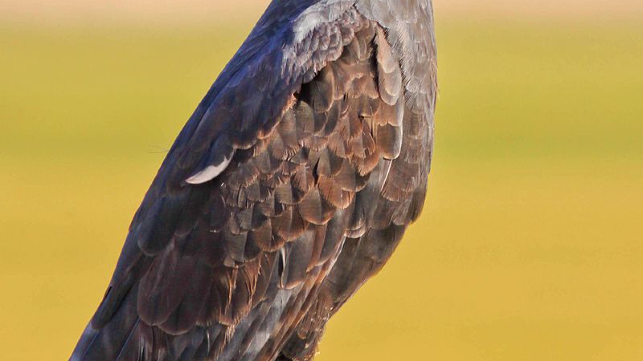 ÁGUILA NEGRA 800px-Great_Black_Hawk